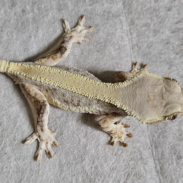 릴리화이트 솔리드백 풀핀 화이트