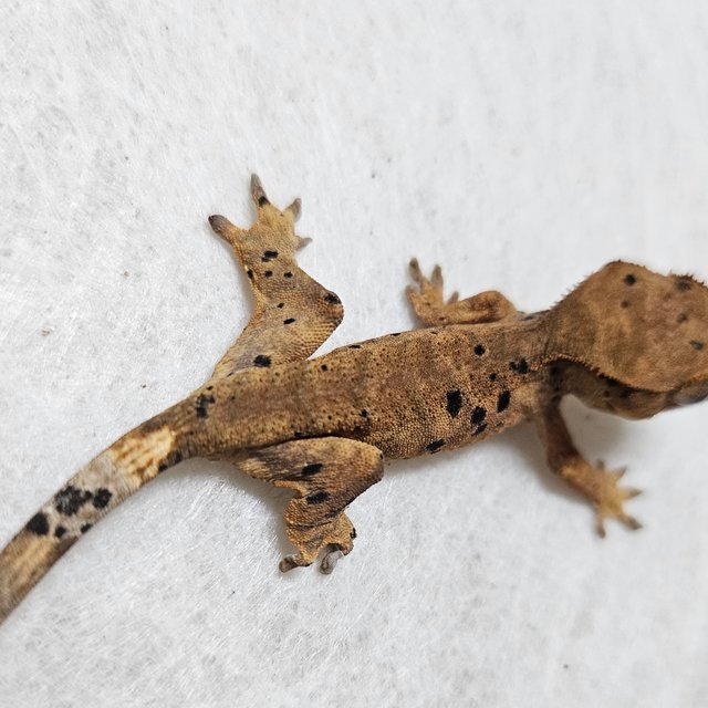 노멀 벅스킨 슈퍼달마시안 레드 옐로우