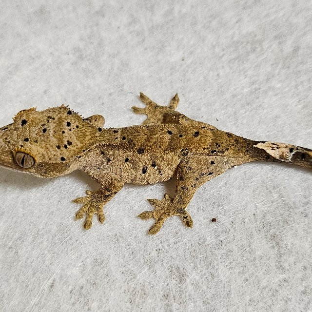 달마시안 벅스킨 노멀 옐로우 화이트 레드