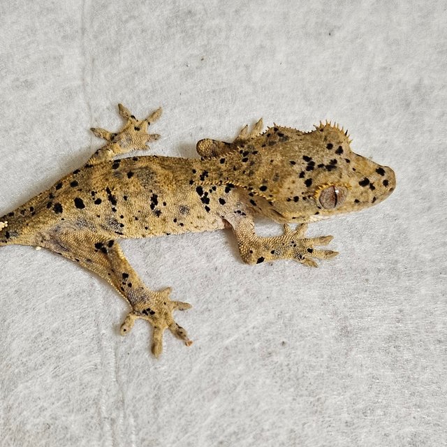 노멀 달마시안 벅스킨 레드 옐로우 화이트