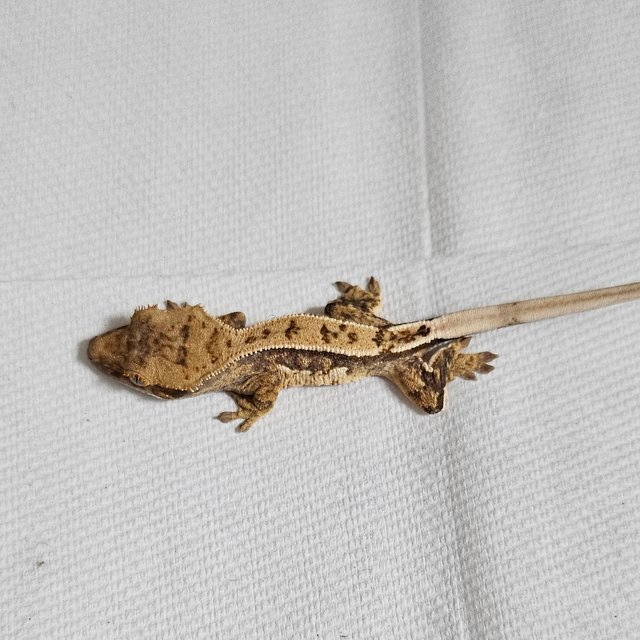 노멀 핀스트라이프 익스트림할리퀸 풀핀 텐저린 화이트스팟