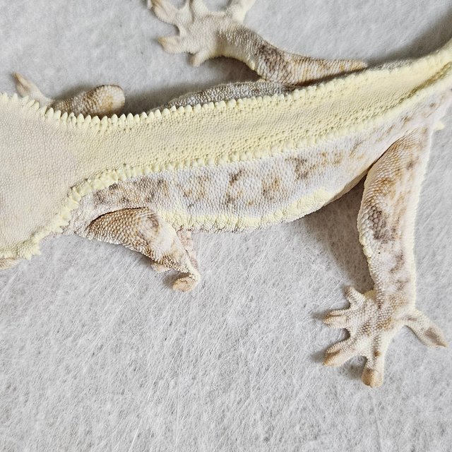 릴리화이트 솔리드백 풀핀 화이트