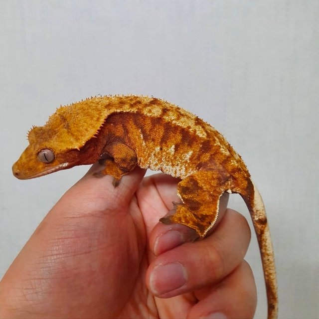 노멀 익스트림할리퀸 레드