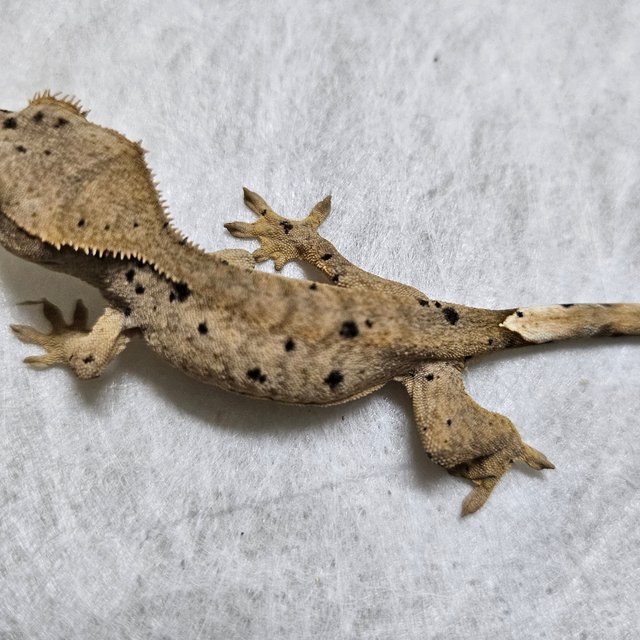 노멀 벅스킨 슈퍼달마시안 레드 옐로우