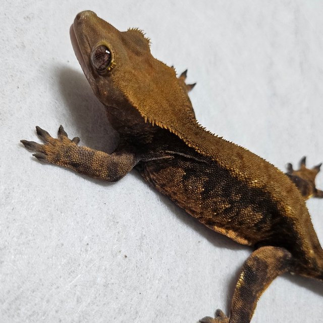 노멀 할로윈 할리퀸