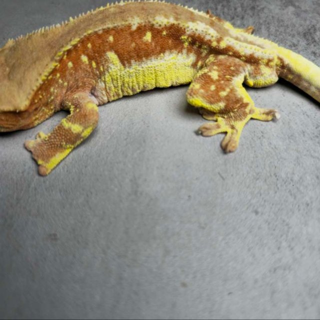 릴리화이트 화이트스팟 화이트포트홀 레드 팬텀