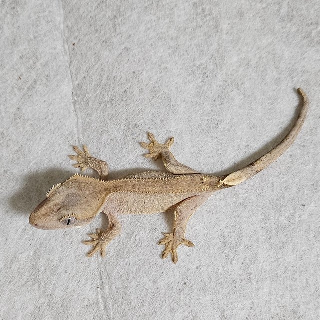 노멀 팬텀 벅스킨 옐로우 크림 크림시클