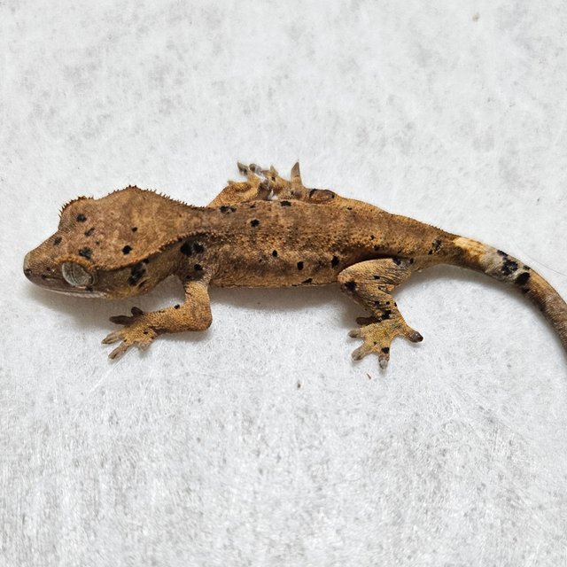 노멀 벅스킨 슈퍼달마시안 레드 옐로우