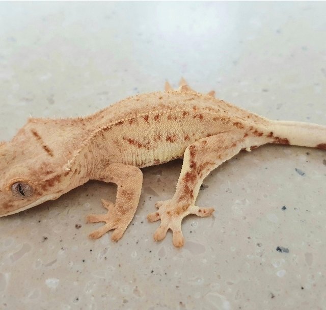 릴리화이트 팬텀 스트로베리 레드