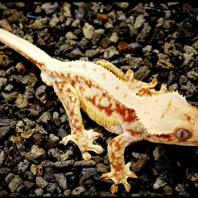 릴리화이트 풀핀 레드