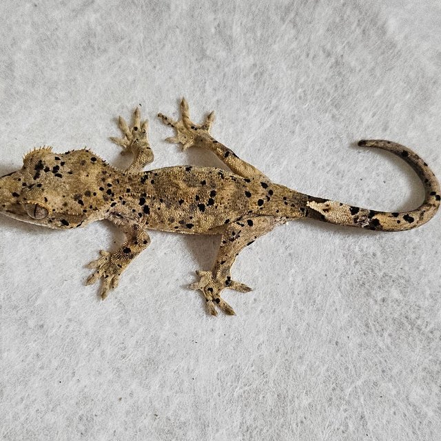 노멀 달마시안 벅스킨 레드 옐로우 화이트