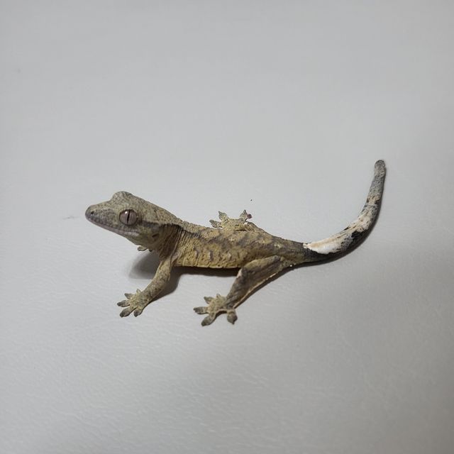 팬텀