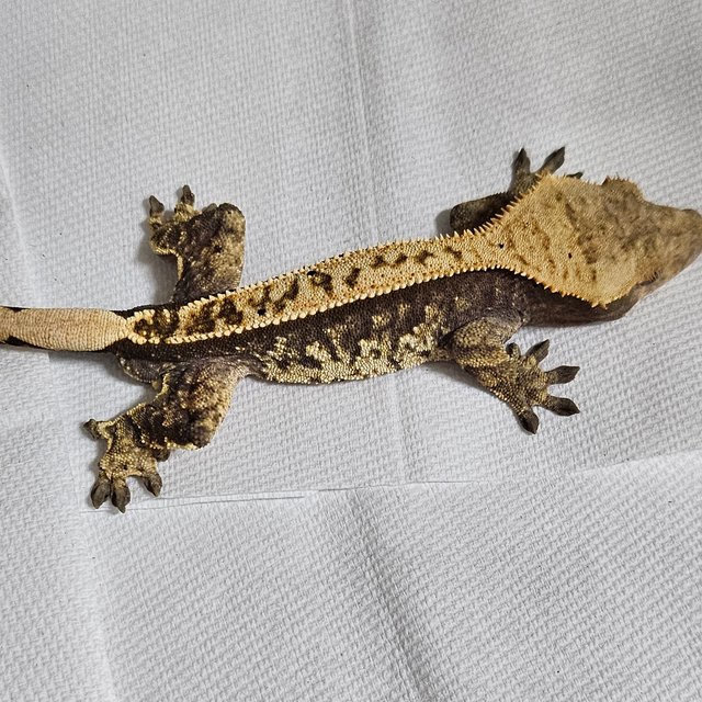 노멀 트라이 화이트스팟 할리퀸 핀스트라이프 익스트림할리퀸