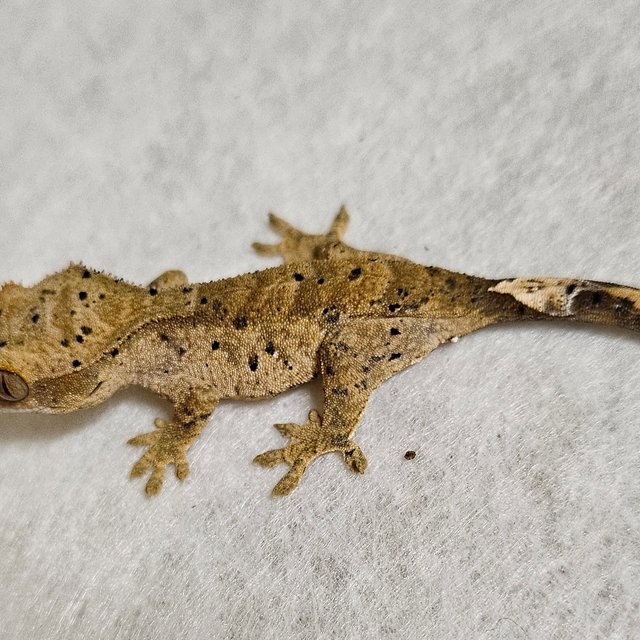 달마시안 벅스킨 노멀 옐로우 화이트 레드