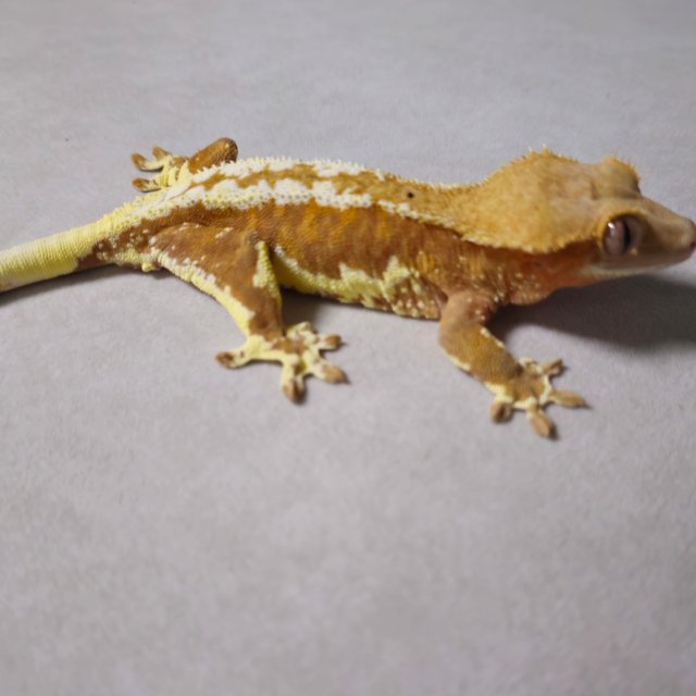 릴리화이트 팬텀 레드 스트로베리