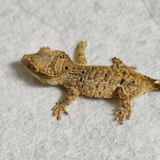 팬텀 달마시안 벅스킨 화이트 옐로우 레드