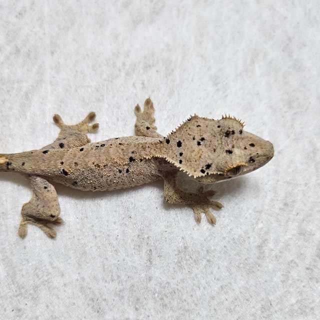 노멀 벅스킨 슈퍼달마시안 화이트 옐로우 레드