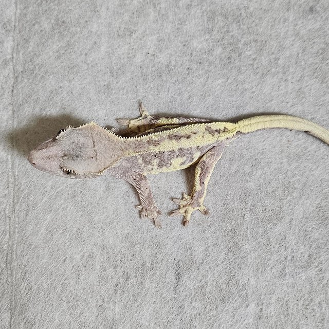 릴리100%헷아잔틱 프라푸치노