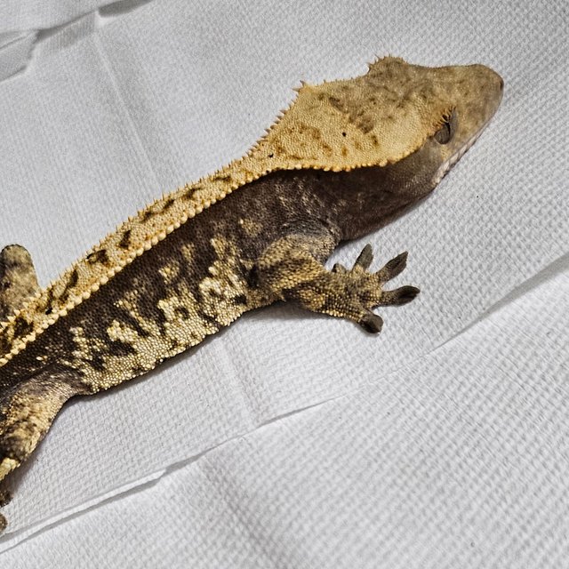 노멀 트라이 화이트스팟 할리퀸 핀스트라이프 익스트림할리퀸