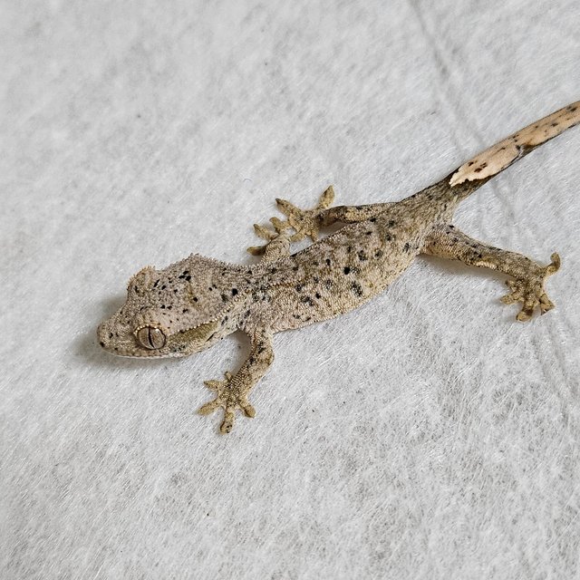 달마시안 벅스킨 옐로우 화이트 레드