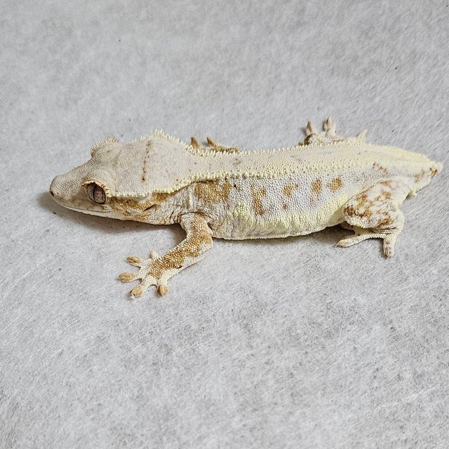 릴리화이트 드리피 솔리드백 풀핀 화이트크라운 크림