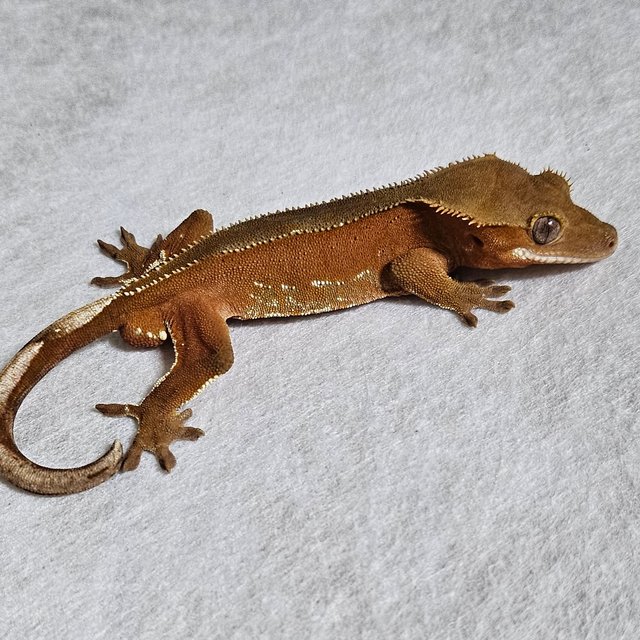 노멀 바이 패턴리스 팬텀 화이트포트홀 레드