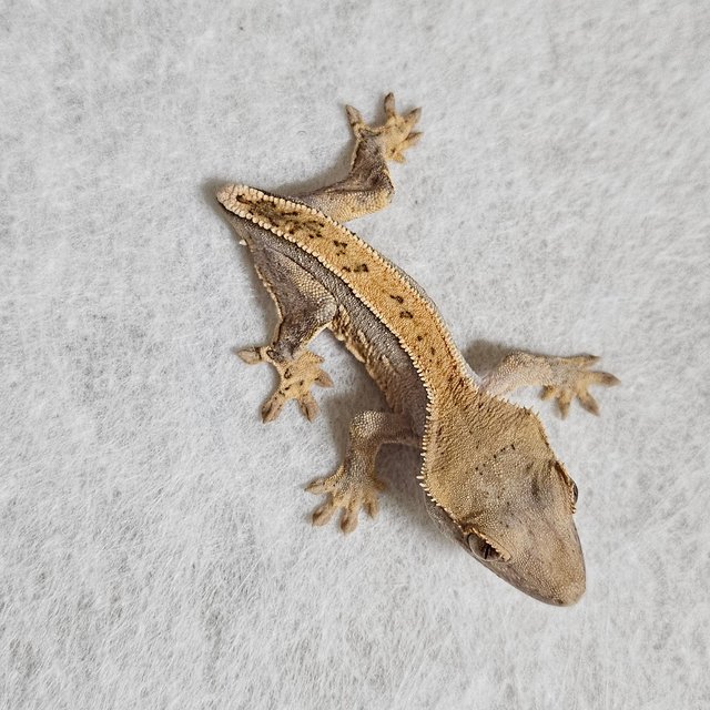 노멀 익스트림할리퀸 화이트스팟 풀핀 핀스트라이프 텐저린