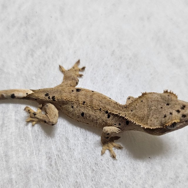 노멀 벅스킨 슈퍼달마시안 레드 옐로우