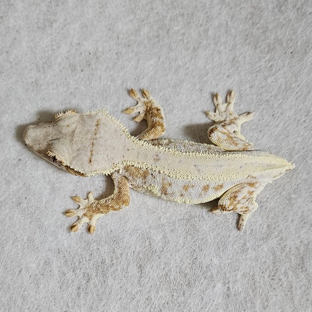 릴리화이트 드리피 솔리드백 풀핀 화이트크라운 크림