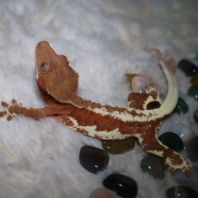 릴리화이트 팬텀 화이트핀 레드 화이트