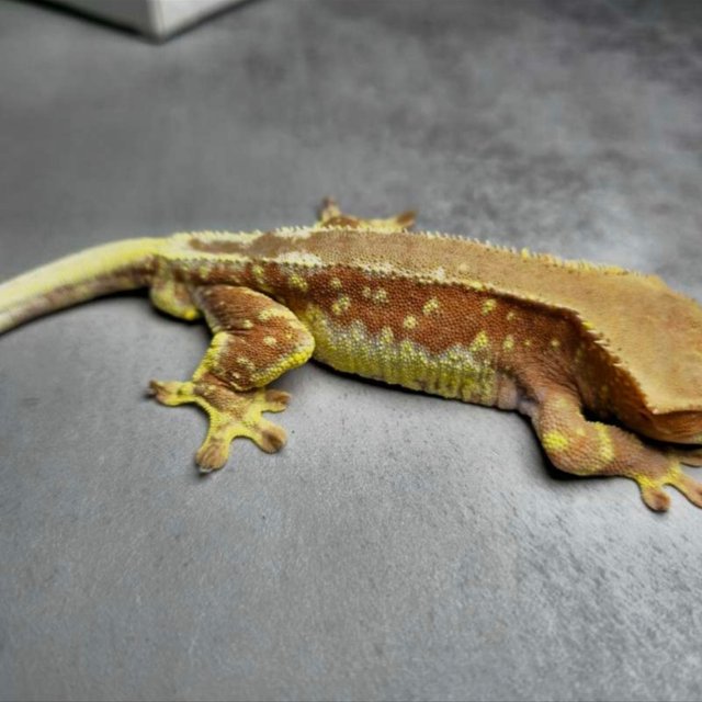 릴리화이트 팬텀 화이트포트홀 레드