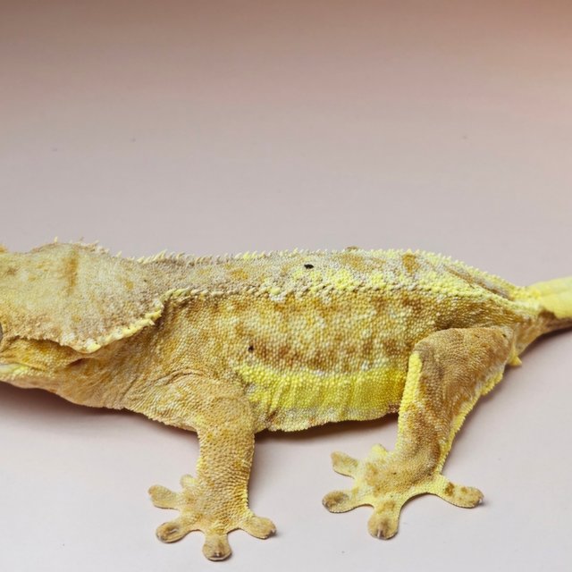 릴리화이트 팬텀 옐로우 스트로베리 화이트크라운