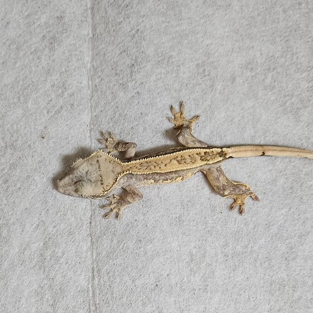 노멀 쿼드 풀핀 핀스트라이프 화이트스팟 트라이