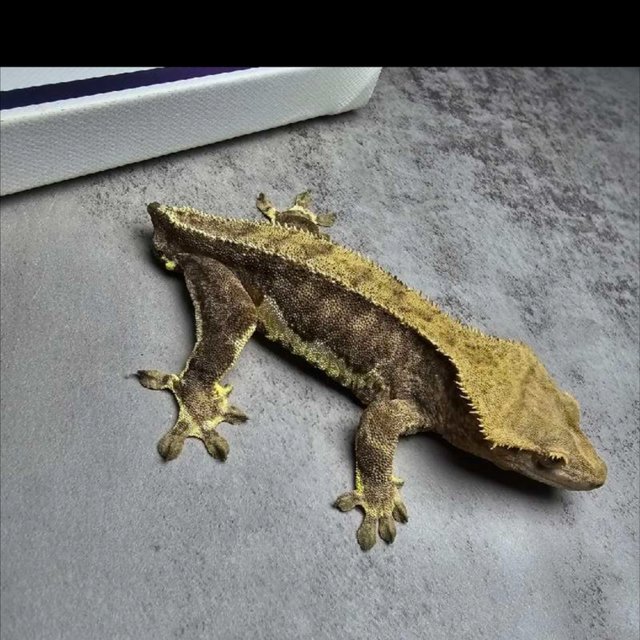 릴리화이트 팬텀 다크 블랙 챠콜