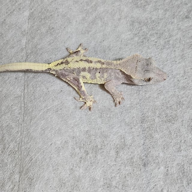 릴리100%헷아잔틱 프라푸치노