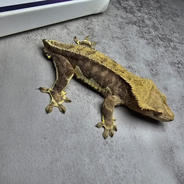 릴리화이트 팬텀 챠콜 블랙 다크