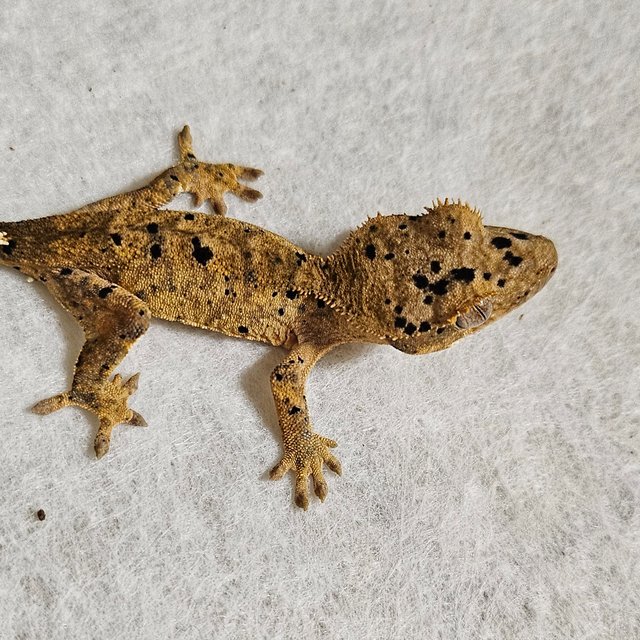 노멀 달마시안 레드 옐로우 화이트 벅스킨