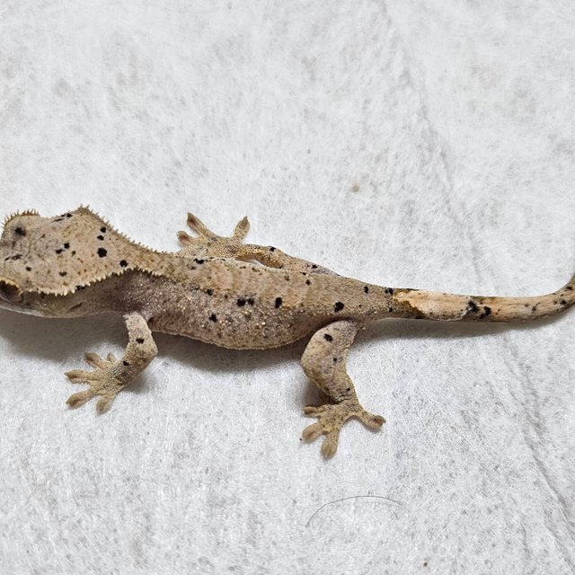 노멀 벅스킨 슈퍼달마시안 화이트 옐로우 레드