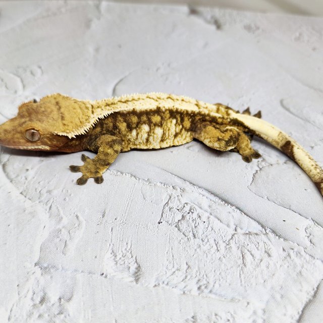 노멀 드리피 익스트림할리퀸 화이트스팟 화이트핀 레드