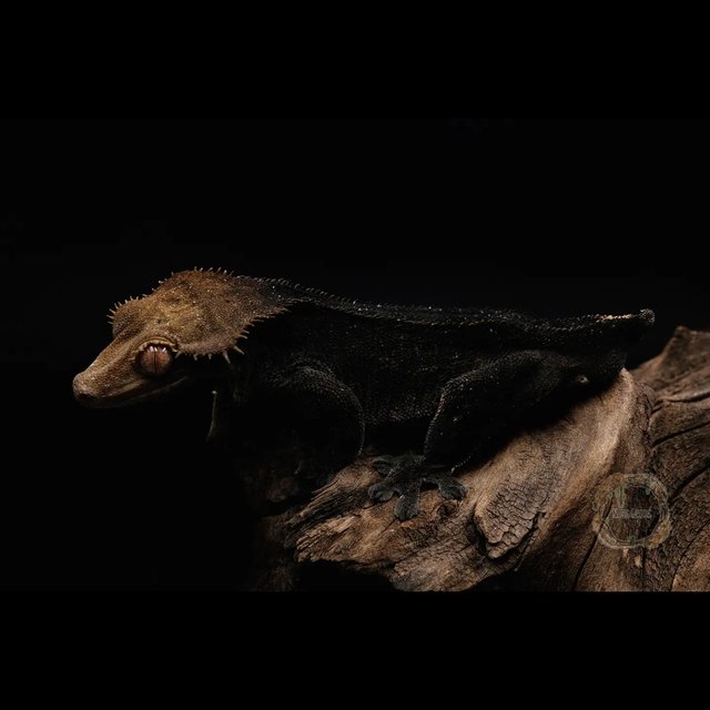 노멀 벅스킨 챠콜