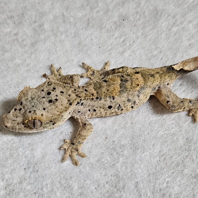 노멀 달마시안 벅스킨 옐로우 화이트 레드