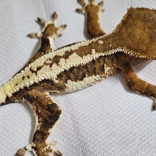 프라푸치노 카푸치노 화이트크라운