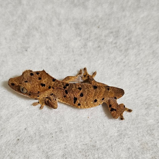 노멀 달마시안 벅스킨 레드 옐로우 화이트