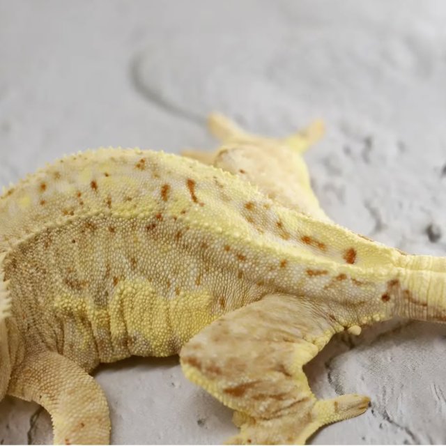 릴리화이트 팬텀 화이트스팟 옐로우 크림 화이트포트홀