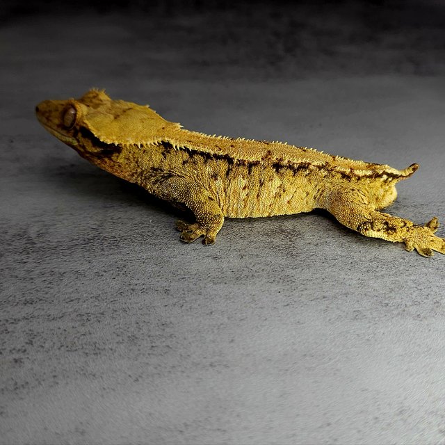 노멀 트라이 익스트림할리퀸