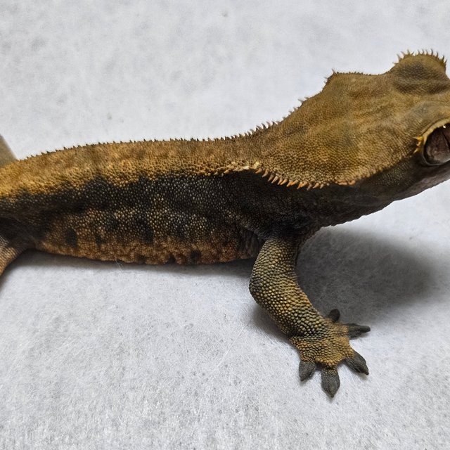 노멀 할로윈 할리퀸