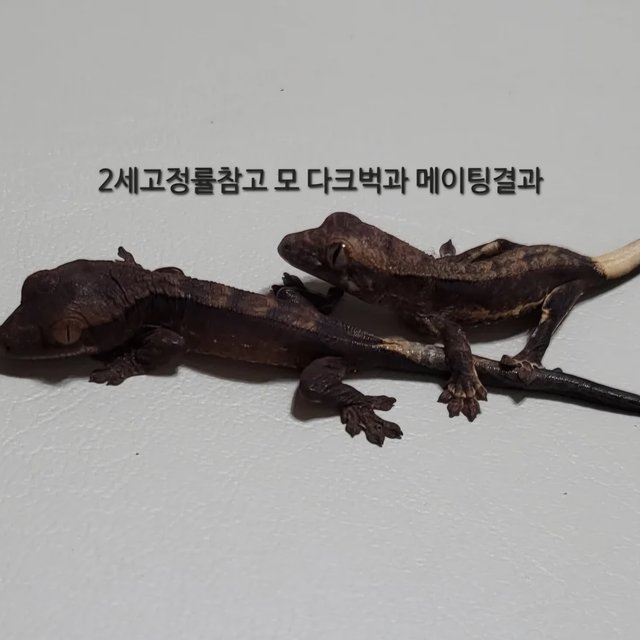 릴리화이트 팬텀 다크 블랙 챠콜