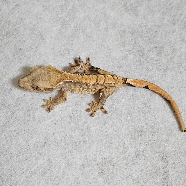 노멀 트라이 익스트림할리퀸 할리퀸 텐저린