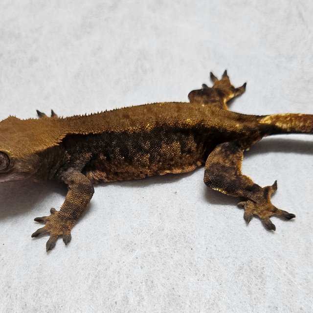 노멀 할로윈 할리퀸