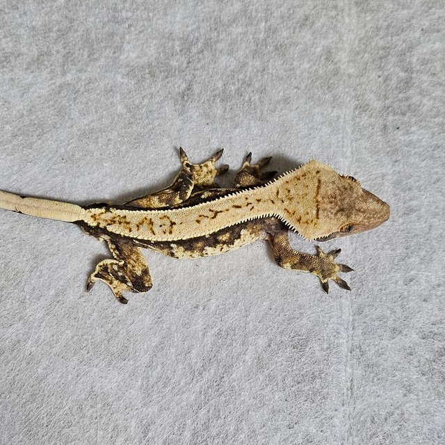 노멀 익스트림할리퀸 풀핀 할리퀸 화이트스팟 화이트크라운